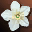 icon etc_flower_i00