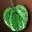 icon etc_fruit_green_i00