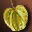 icon etc_fruit_yellow_i00